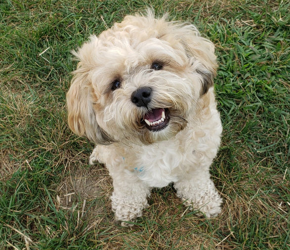Murphy Bear